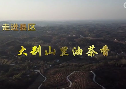 走進縣區(qū)丨大別山里油茶香